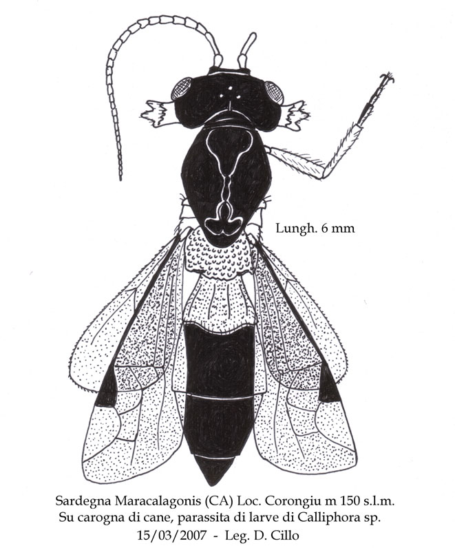 Hymenoptera (Braconidae) - Un caso difficile...